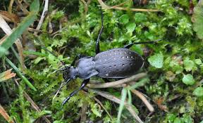 Attēlu rezultāti vaicājumam “Carabus hortensis”