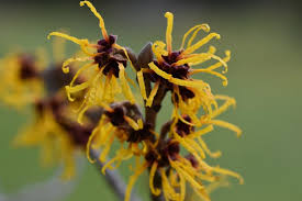 Attēlu rezultāti vaicājumam “Hamamelis mollis”
