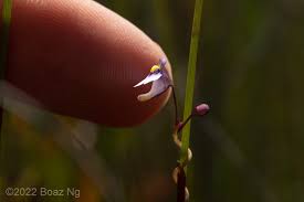 Attēlu rezultāti vaicājumam “Utricularia minor bud”