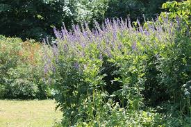 Attēlu rezultāti vaicājumam “Galega orientalis leaf”
