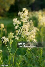 Attēlu rezultāti vaicājumam “Thalictrum flavum”