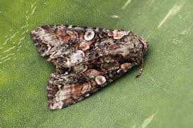 Attēlu rezultāti vaicājumam “Lacanobia contigua”