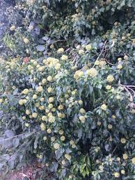 Attēlu rezultāti vaicājumam “Hedera helix  flower”