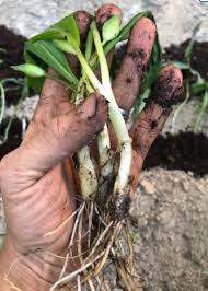 Attēlu rezultāti vaicājumam “Allium ursinum fruit”
