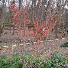 Attēlu rezultāti vaicājumam “Hamamelis”