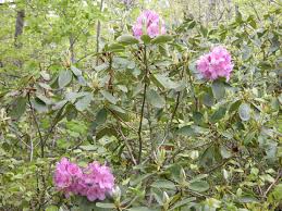 Attēlu rezultāti vaicājumam “Rhododendron catawbiense”