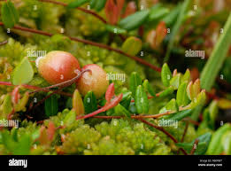 Attēlu rezultāti vaicājumam “Oxycoccus palustris fruit”