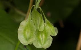 Attēlu rezultāti vaicājumam “Fallopia dumetorum fruit”