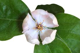 Attēlu rezultāti vaicājumam “Cydonia oblonga flower”