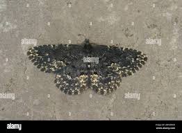 Attēlu rezultāti vaicājumam “Parascotia fuliginaria”