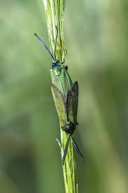 Attēlu rezultāti vaicājumam “Adscita statices”