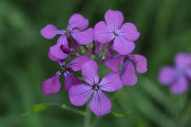 Image result for Lunaria annua