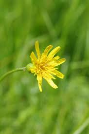 Attēlu rezultāti vaicājumam “Scorzonera humilis bud”