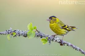 Attēlu rezultāti vaicājumam “Carduelis spinus male”