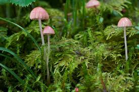 Attēlu rezultāti vaicājumam “Mycena rosella”