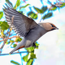 Attēlu rezultāti vaicājumam “Bombycilla garrulus”