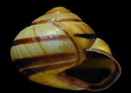 Attēlu rezultāti vaicājumam “Cepaea nemoralis”