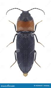 Attēlu rezultāti vaicājumam “Cardiophorus ruficollis”