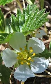 Attēlu rezultāti vaicājumam “Fragaria vesca flower”