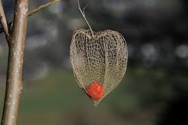 Image result for Lampionblume