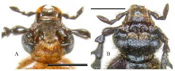 Attēlu rezultāti vaicājumam “Pyrochroidae imago”