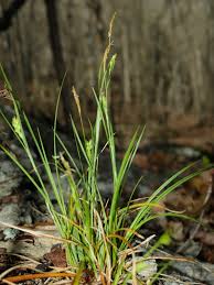 Attēlu rezultāti vaicājumam “Carex digitata fruit”