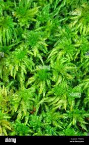 Attēlu rezultāti vaicājumam “Sphagnum”