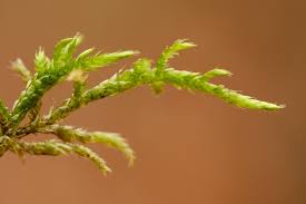Attēlu rezultāti vaicājumam “Cirriphyllum piliferum”
