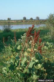 Attēlu rezultāti vaicājumam “Rumex confertus”