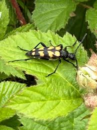Attēlu rezultāti vaicājumam “Leptura quadrifasciata”