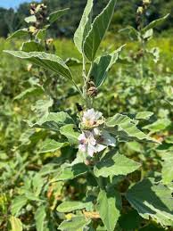 Image result for Althaea officinalis