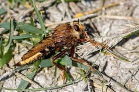 Attēlu rezultāti vaicājumam “Asilus crabroniformis”