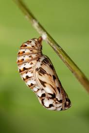 Attēlu rezultāti vaicājumam “Mellicta athalia underside”