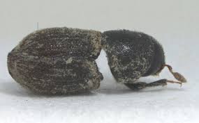 Attēlu rezultāti vaicājumam “Tomicus minor”