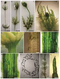 Attēlu rezultāti vaicājumam “Chara intermedia female”