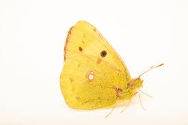 Attēlu rezultāti vaicājumam “Colias croceus”