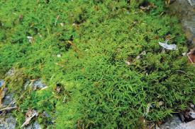 Attēlu rezultāti vaicājumam “Oxystegus tenuirostris”