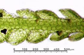 Attēlu rezultāti vaicājumam “Cephalozia lunulifolia”