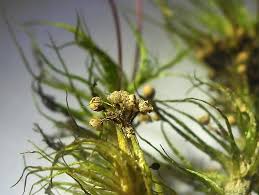 Attēlu rezultāti vaicājumam “Cribraria atrofusca stalked”