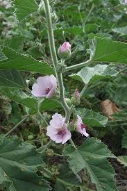 Image result for Althaea officinalis