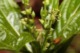 Attēlu rezultāti vaicājumam “Mercurialis perennis bud”