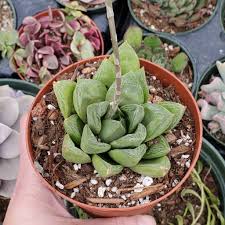Image result for Haworthia