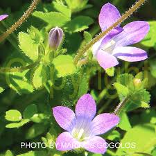 Image result for Campanula strigosa