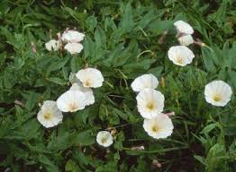 Attēlu rezultāti vaicājumam “Convolvulaceae”