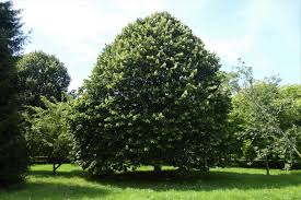 Attēlu rezultāti vaicājumam “Tilia tomentosa”