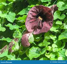 Attēlu rezultāti vaicājumam “Aristolochia durior flower”