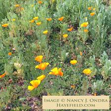 Attēlu rezultāti vaicājumam “Eschscholzia californica flower”
