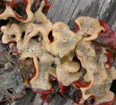 Attēlu rezultāti vaicājumam “Didymium spongiosum var. dictyospora”