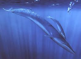 Image result for Balaenoptera physalus
