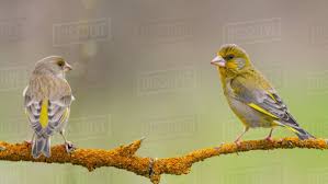 Attēlu rezultāti vaicājumam “Chloris chloris male”